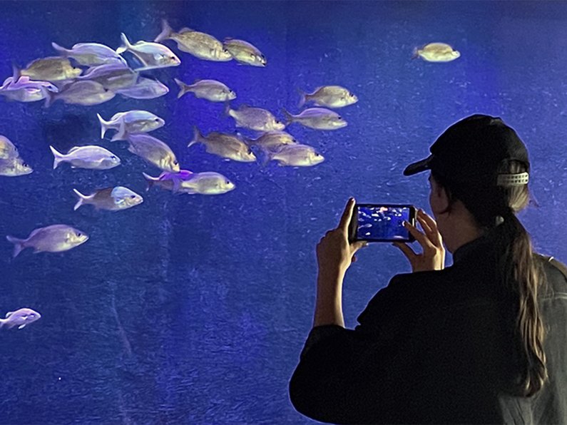 A person is taking pictures of fishes
