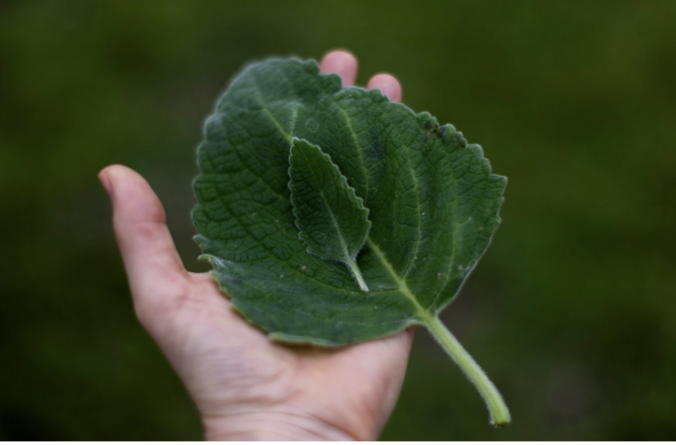 Eine Hand hält ein großes, dunkelgrünes Blatt, auf dem ein weiteres kleines, dunkelgrünes Blatt liegt