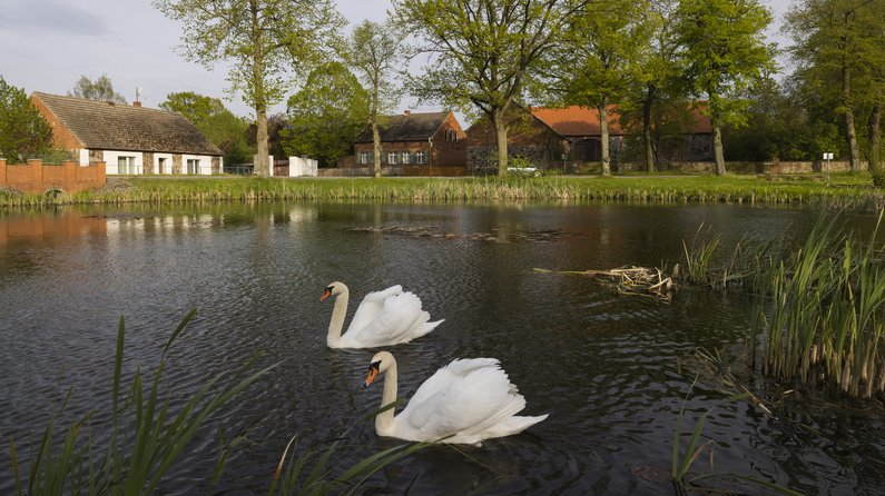 Two swans in a lake of Sauen