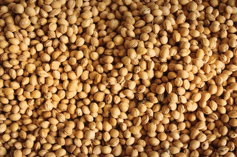 Large quantity of dried cherry stones in close-up