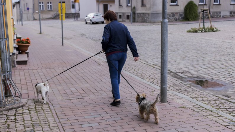 Eine Person in Penkun geht mit zwei Hunden in der Stadt spazieren