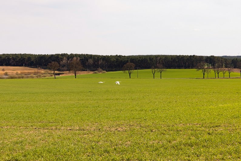 Landschaft von Friedland